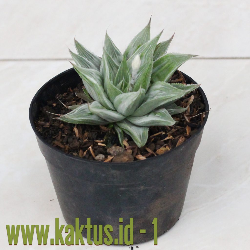 kaktus.id
