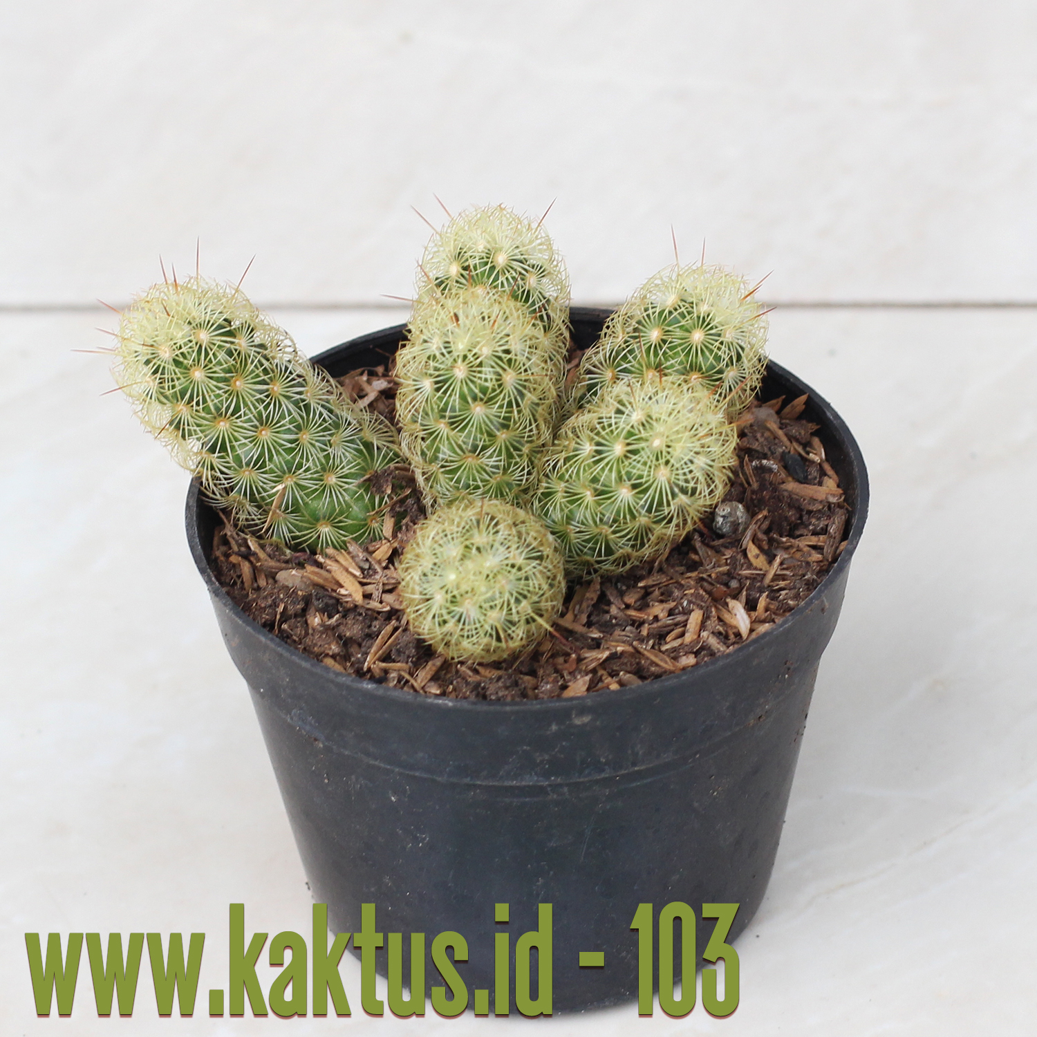 Mammillaria Elongata - kaktus.id