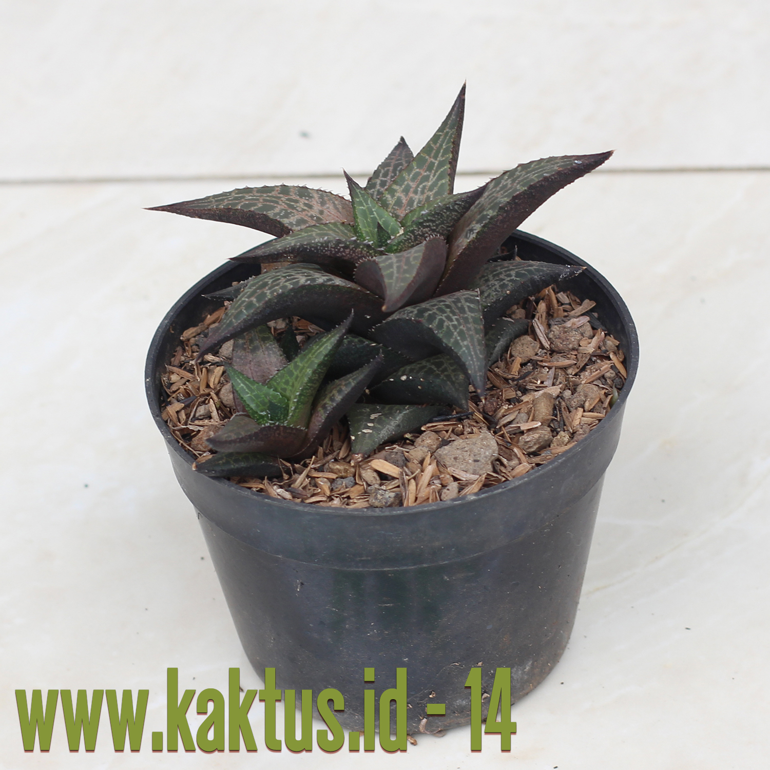 Haworthia Venosa Subsp. Tessellata – Veined Haworthia