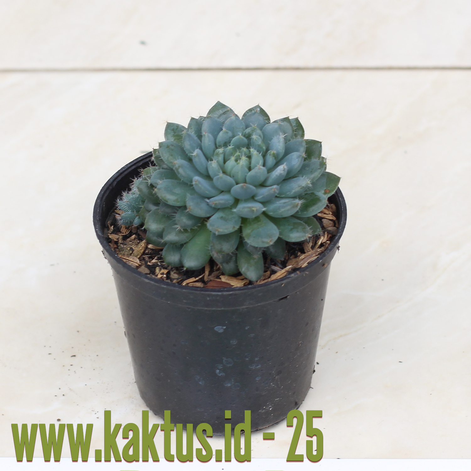 Echeveria Setosa Var. Deminuta