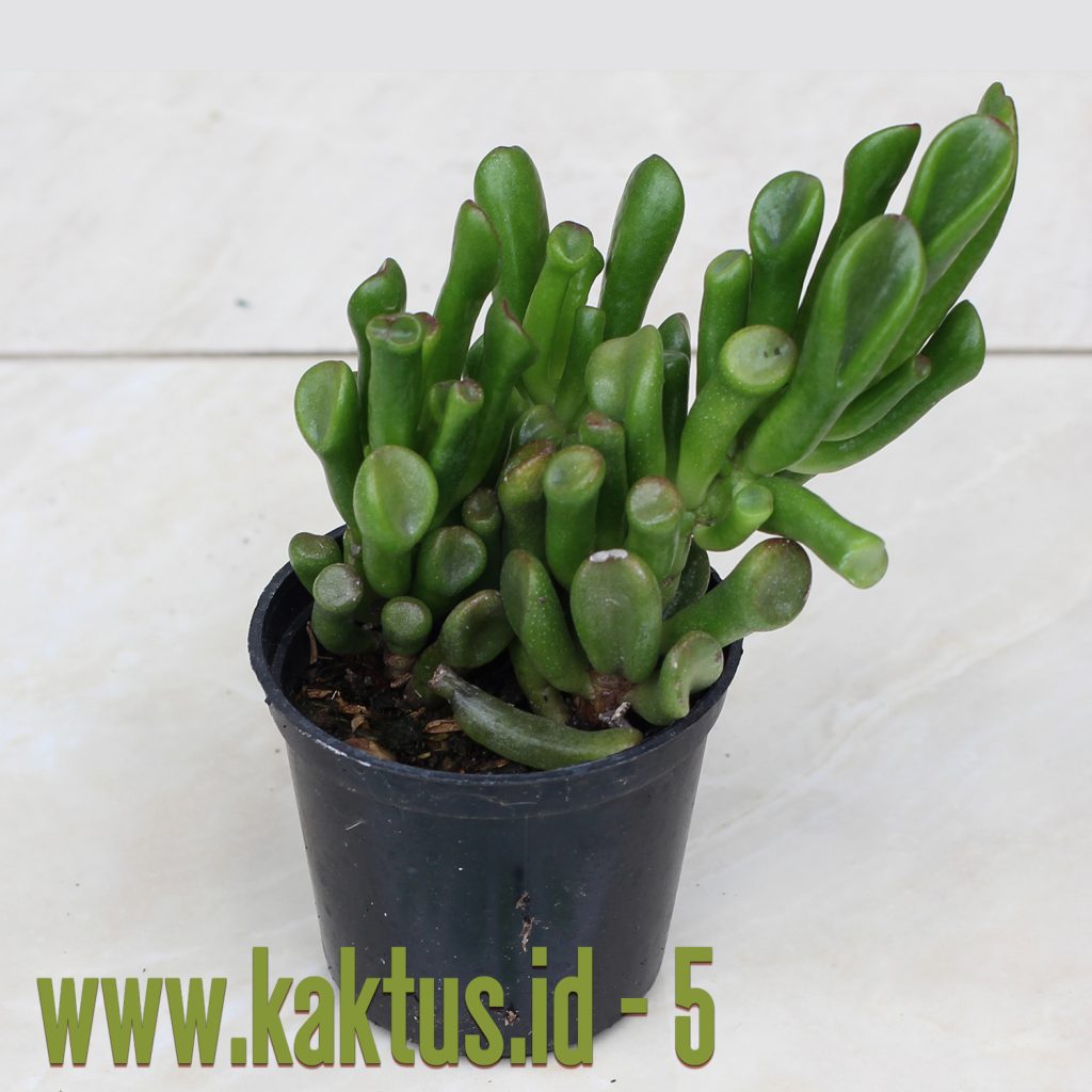 kaktus.id