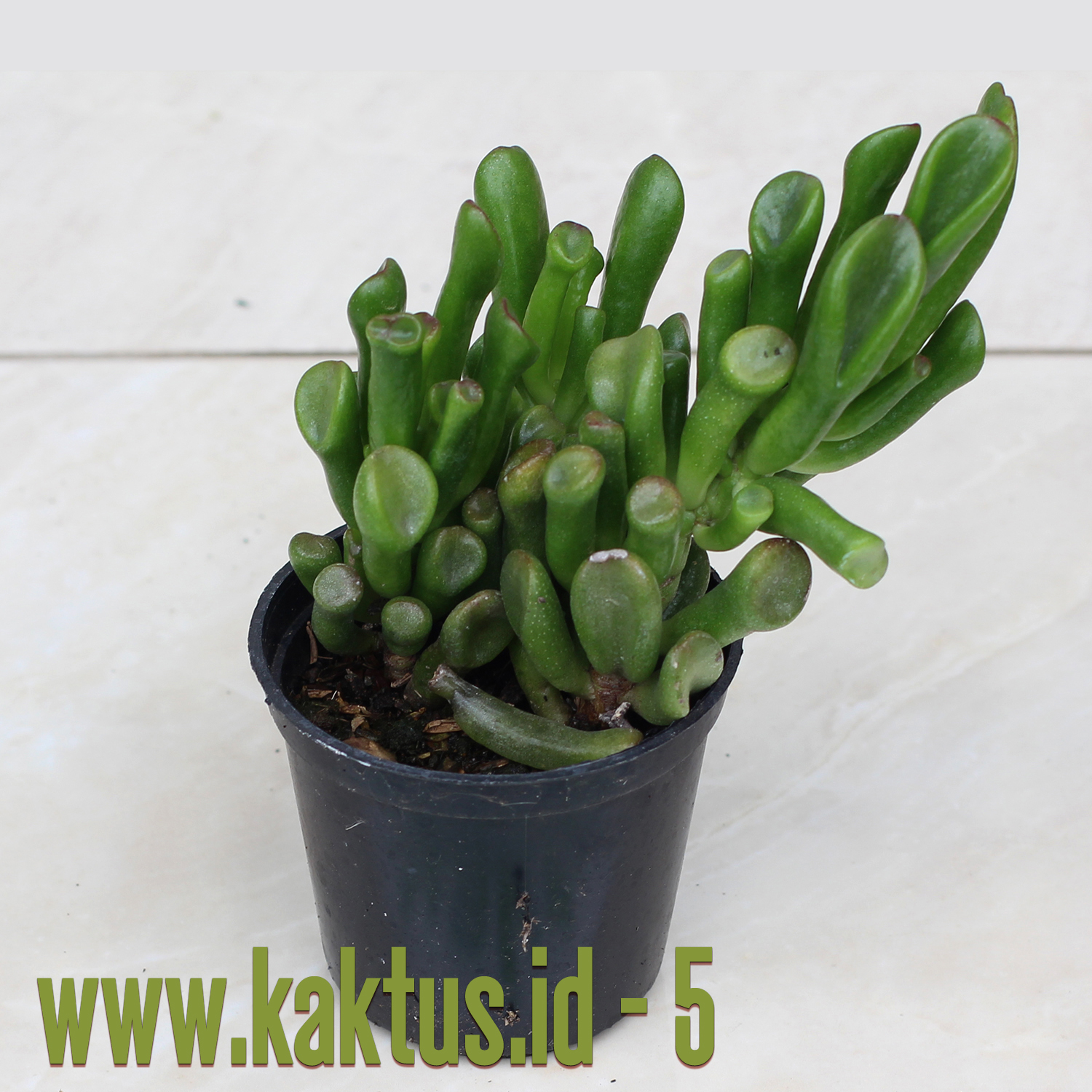 Crassula Ovata ‘Gollum'