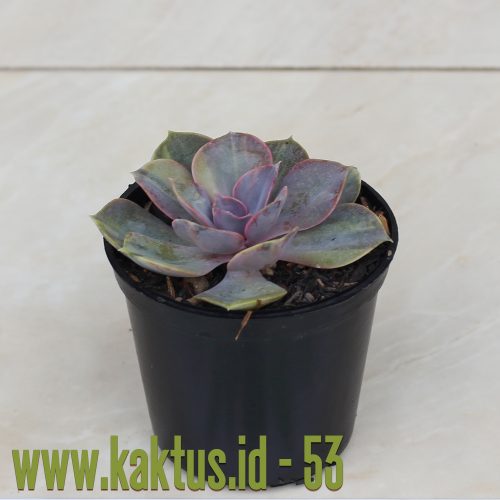 Echeveria Perle Von Numberg Mutation, real gallery image #10 plants. Picture taken directly from kaktus.id community Echeveria farmer green houses.