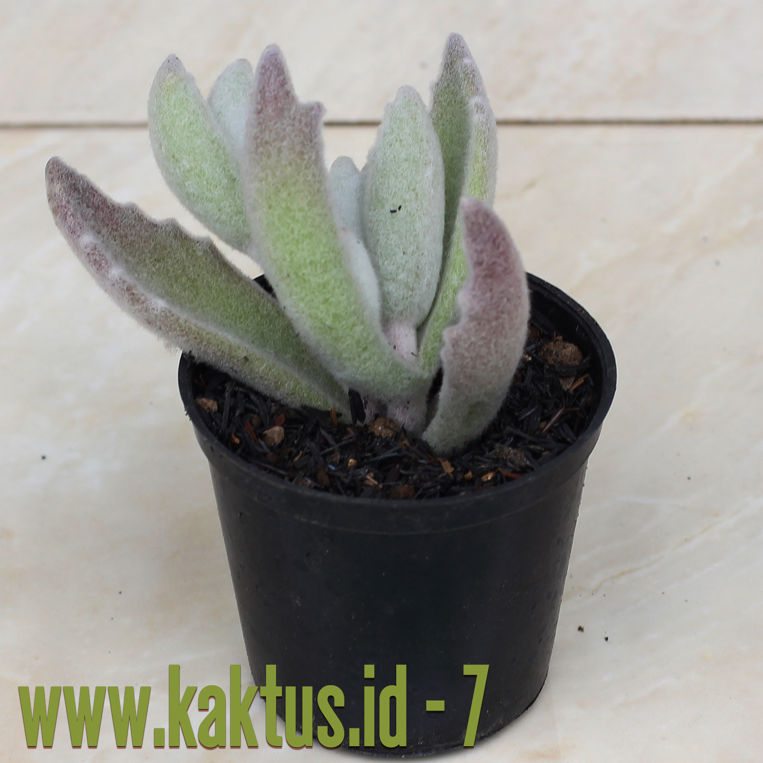 Kalanchoe Eriophylla