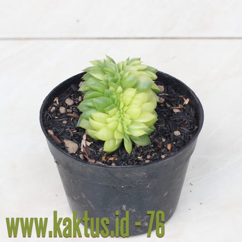 Echeveria Gilva Cristata Variegated, real gallery image #11 plants. Picture taken directly from kaktus.id community Echeveria farmer green houses.
