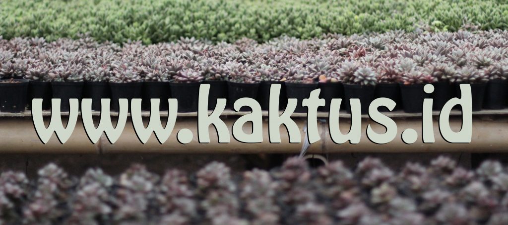 kaktus.id