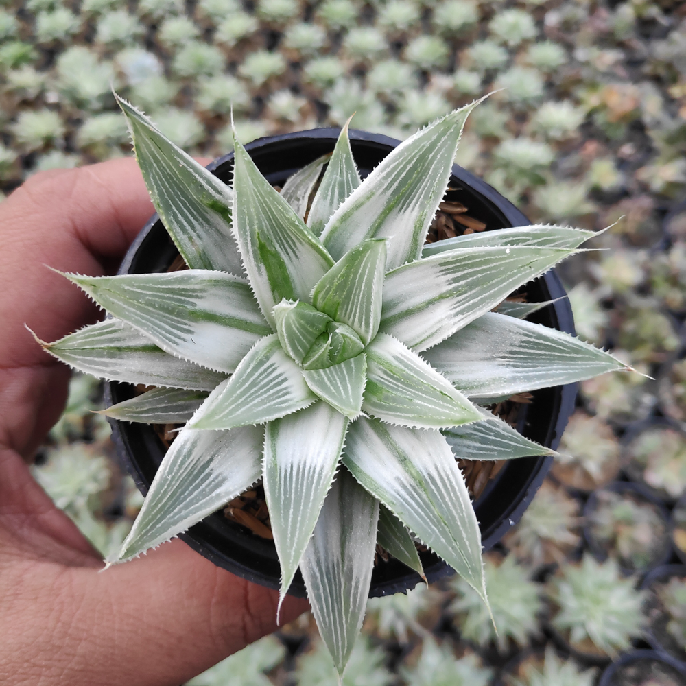 kaktus.id