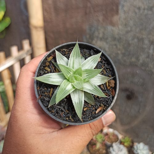 Haworthia Magnifica Var. Acuminata CV. Grey Ghost, real gallery image #4 plants. Picture taken directly from kaktus.id community Haworthia farmer green houses.