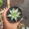 Haworthia Magnifica Var. Acuminata CV. Grey Ghost, real gallery image #3 plants. Picture taken directly from kaktus.id community Haworthia farmer green houses.