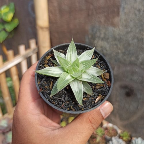 Haworthia Magnifica Var. Acuminata CV. Grey Ghost, real gallery image #2 plants. Picture taken directly from kaktus.id community Haworthia farmer green houses.
