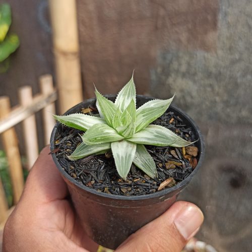 Haworthia Magnifica Var. Acuminata CV. Grey Ghost, real gallery image #1 plants. Picture taken directly from kaktus.id community Haworthia farmer green houses.