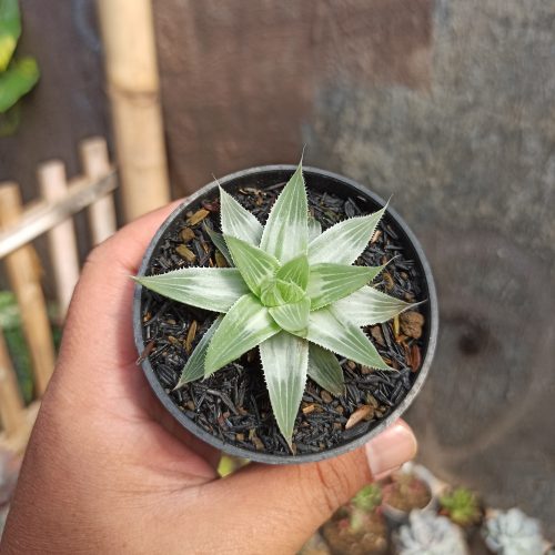 Haworthia Magnifica Var. Acuminata CV. Grey Ghost, real gallery image #5 plants. Picture taken directly from kaktus.id community Haworthia farmer green houses.