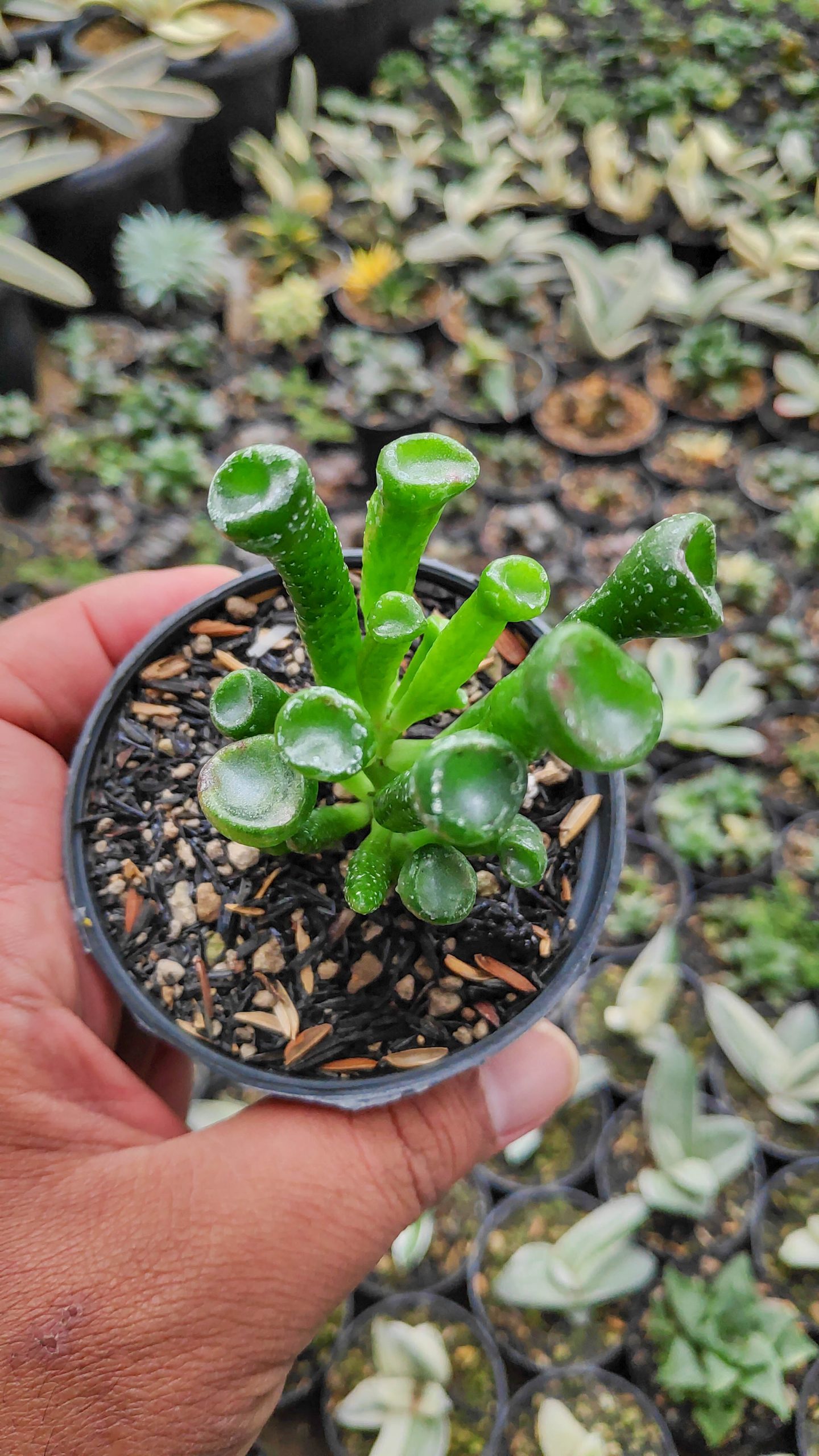 kaktus.id