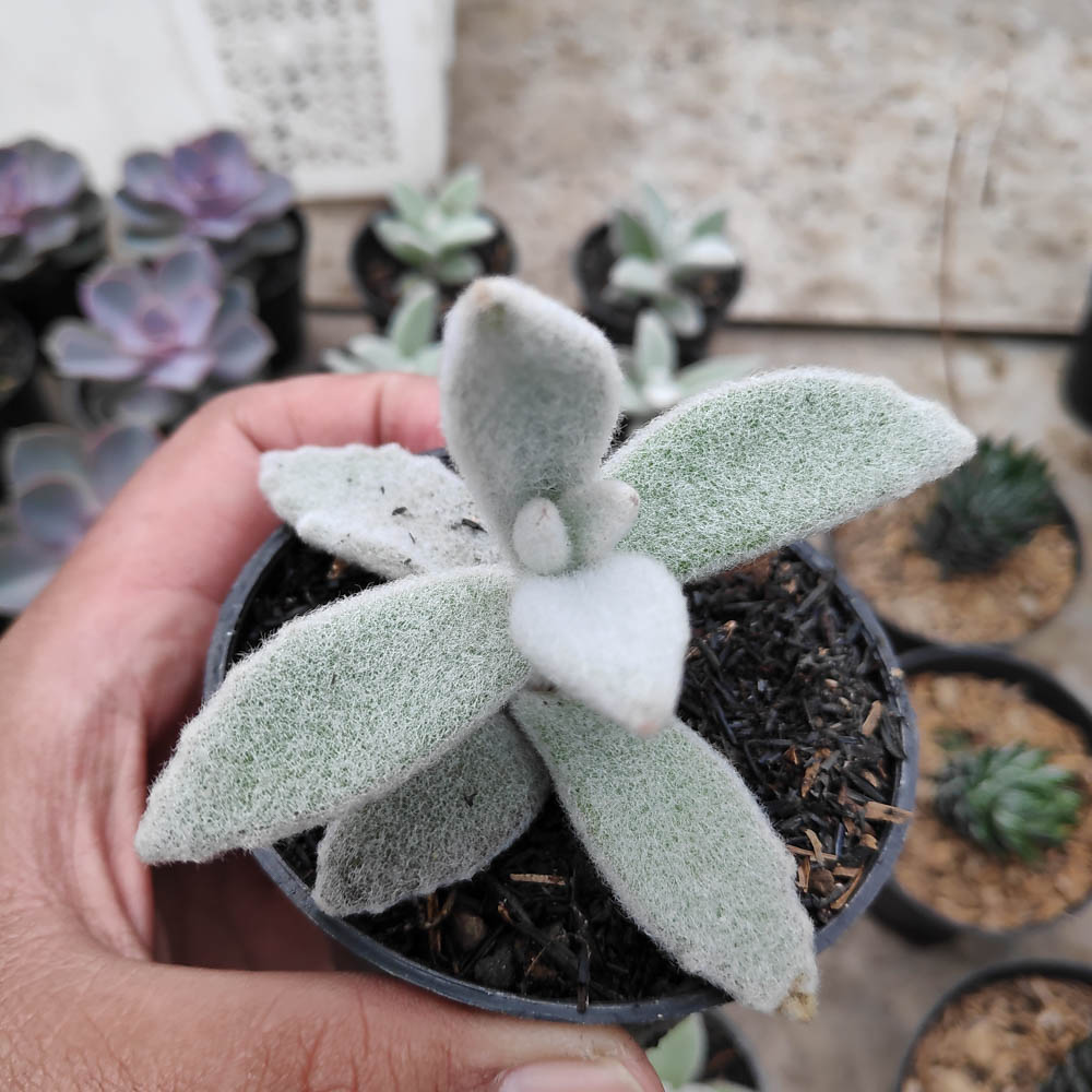 kaktus.id