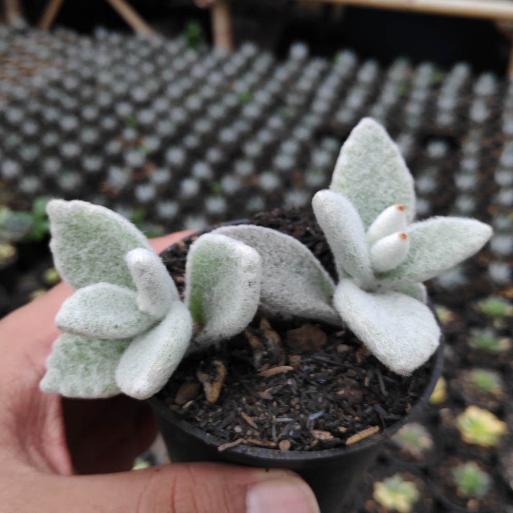 kaktus.id