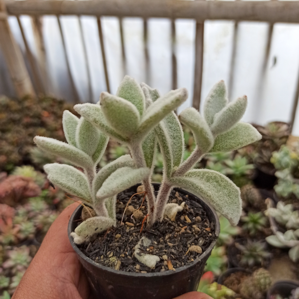 kaktus.id