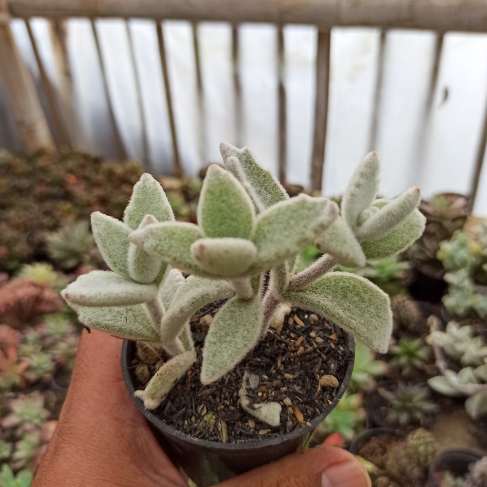 kaktus.id