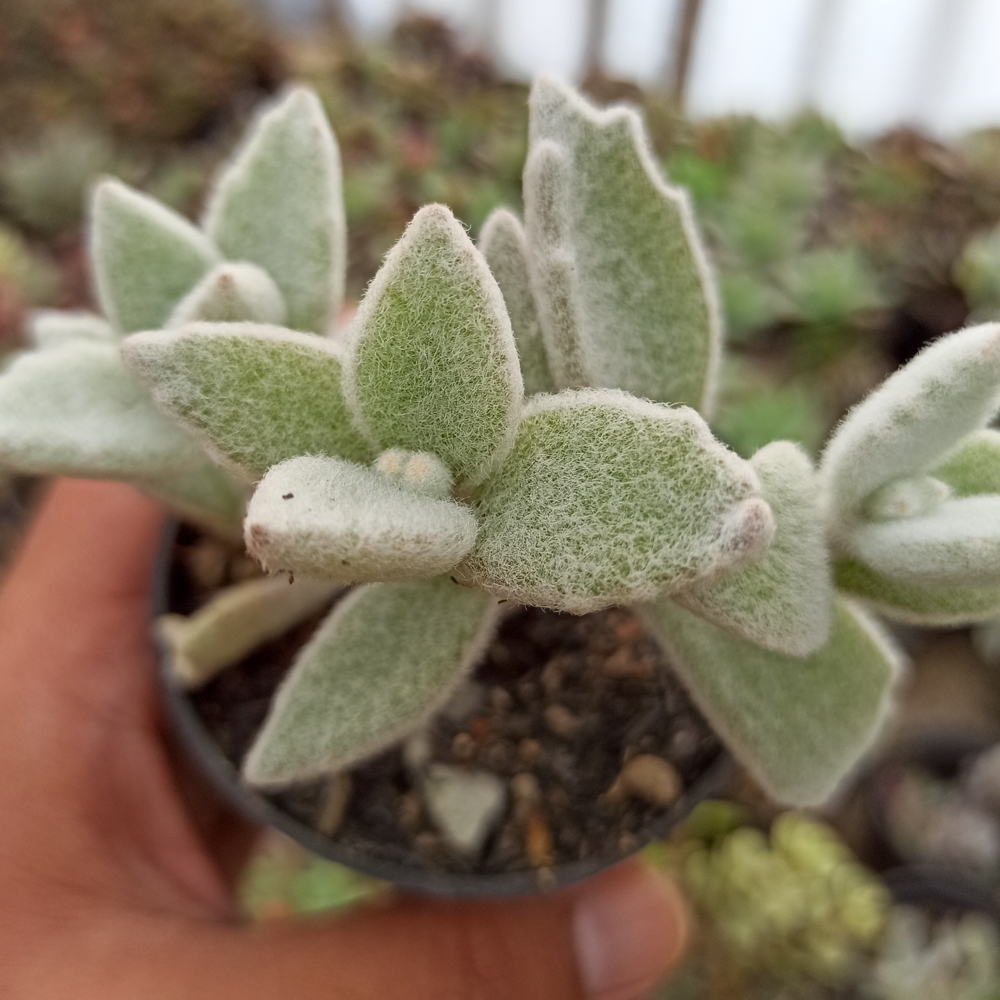 kaktus.id