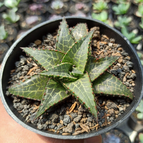 Haworthia Venosa Subsp. Tessellata – Veined Haworthia, real gallery image #5 plants. Picture taken directly from kaktus.id community Haworthia farmer green houses.
