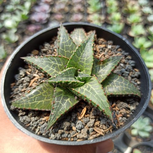 Haworthia Venosa Subsp. Tessellata – Veined Haworthia, real gallery image #3 plants. Picture taken directly from kaktus.id community Haworthia farmer green houses.