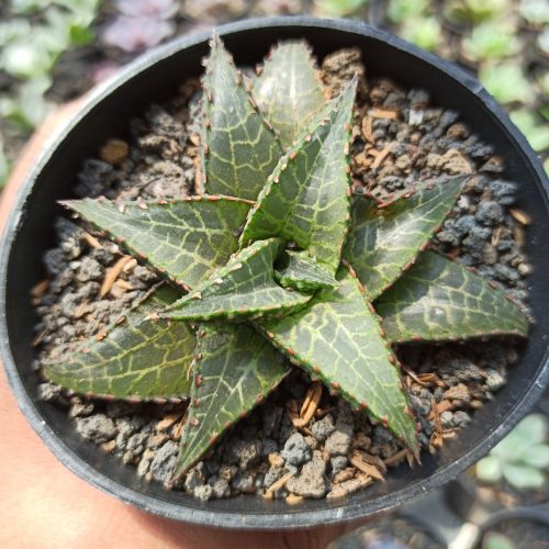 Haworthia Venosa Subsp. Tessellata – Veined Haworthia, real gallery image #7 plants. Picture taken directly from kaktus.id community Haworthia farmer green houses.