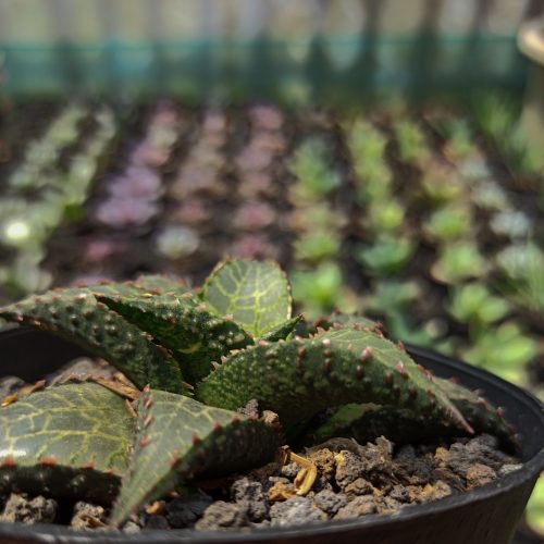 Haworthia Venosa Subsp. Tessellata – Veined Haworthia, real gallery image #6 plants. Picture taken directly from kaktus.id community Haworthia farmer green houses.