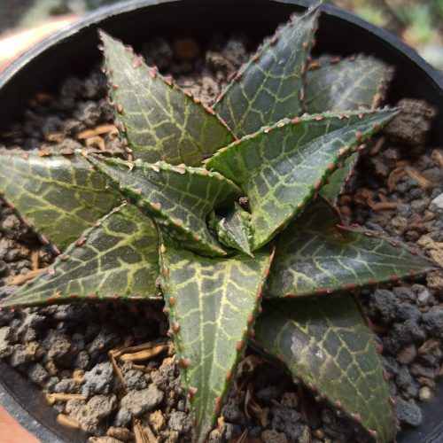 Haworthia Venosa Subsp. Tessellata – Veined Haworthia, real gallery image #8 plants. Picture taken directly from kaktus.id community Haworthia farmer green houses.