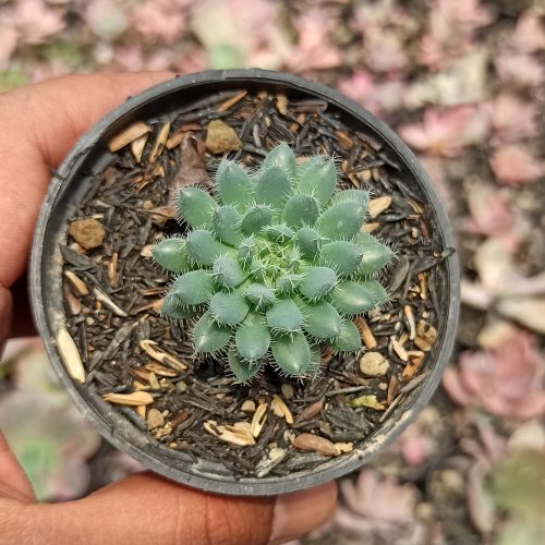 Echeveria Setosa Deminuta, real gallery image #2 plants. Picture taken directly from kaktus.id community Echeveria farmer green houses.