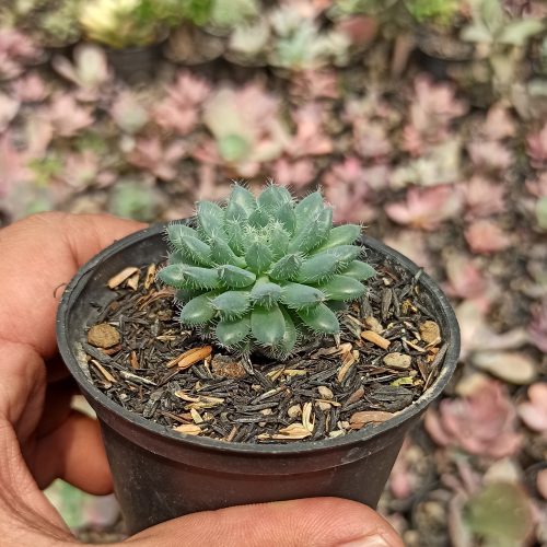 Echeveria Setosa Deminuta, real gallery image #3 plants. Picture taken directly from kaktus.id community Echeveria farmer green houses.