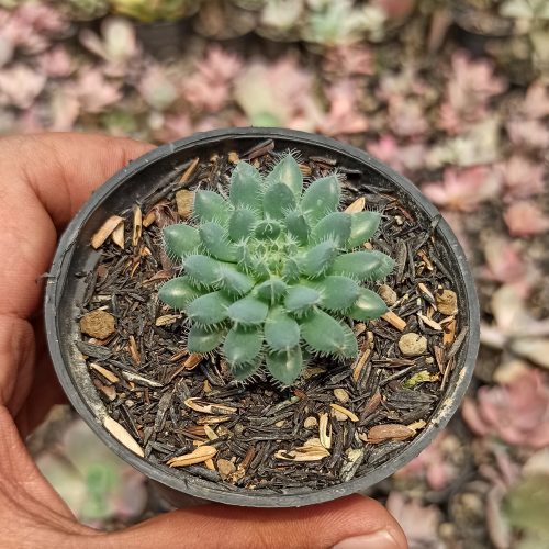 Echeveria Setosa Deminuta, real gallery image #4 plants. Picture taken directly from kaktus.id community Echeveria farmer green houses.