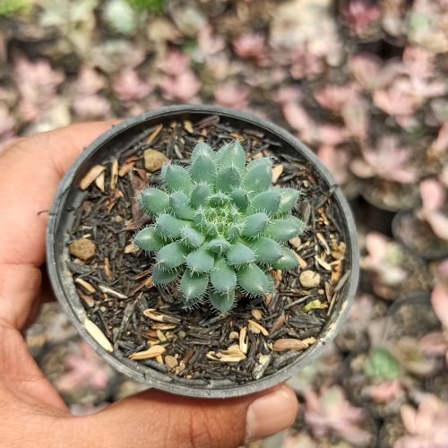 Echeveria Setosa Deminuta, real gallery image #5 plants. Picture taken directly from kaktus.id community Echeveria farmer green houses.