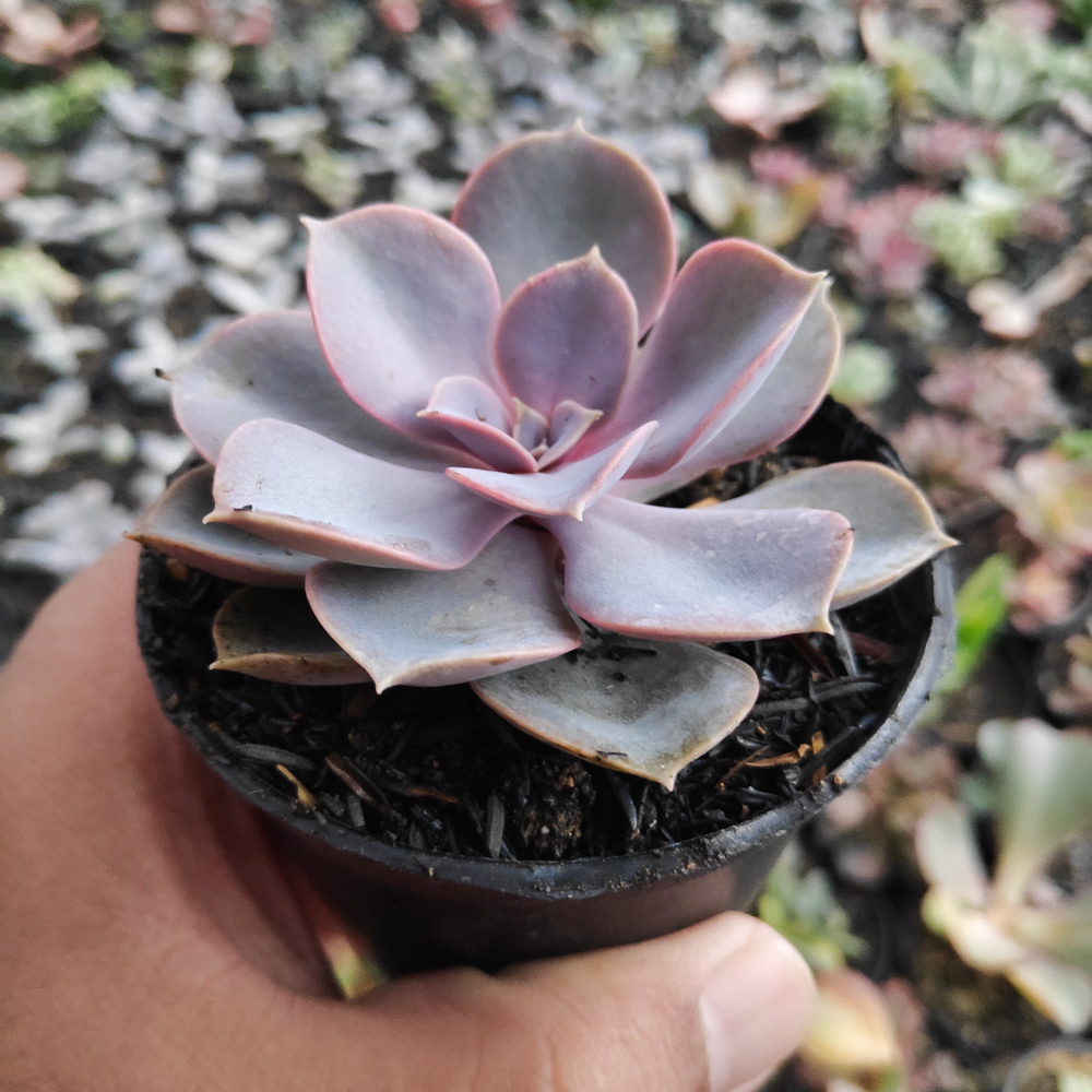kaktus.id