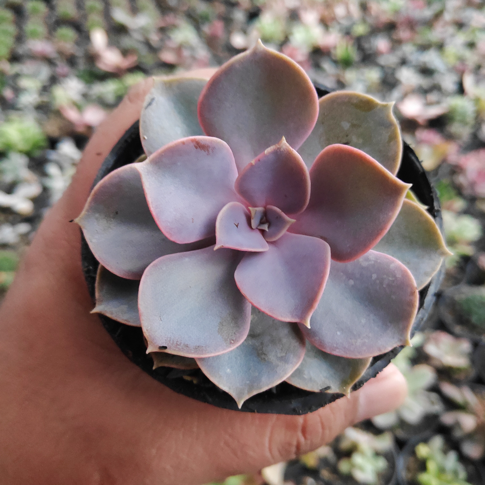 kaktus.id