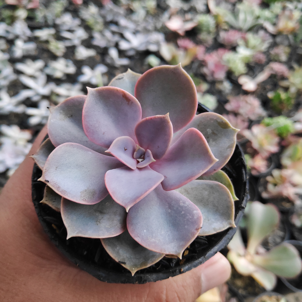 kaktus.id