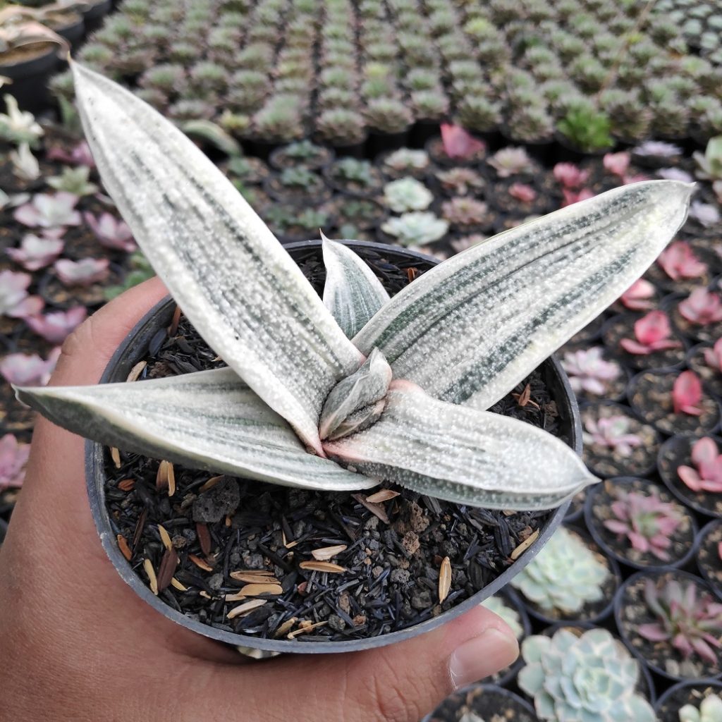 kaktus.id