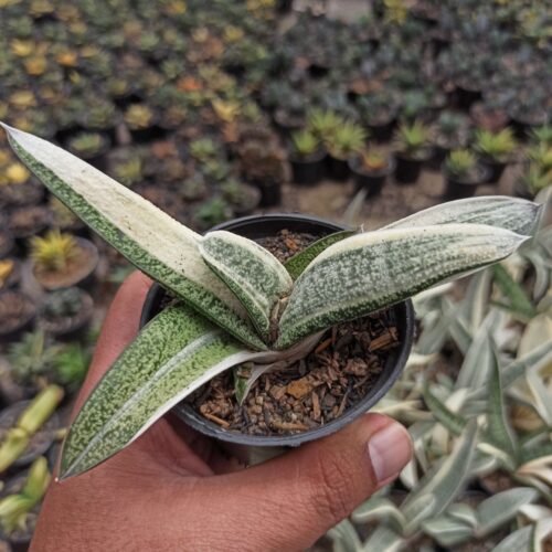 043. Gasteria Batesiana White Variegated