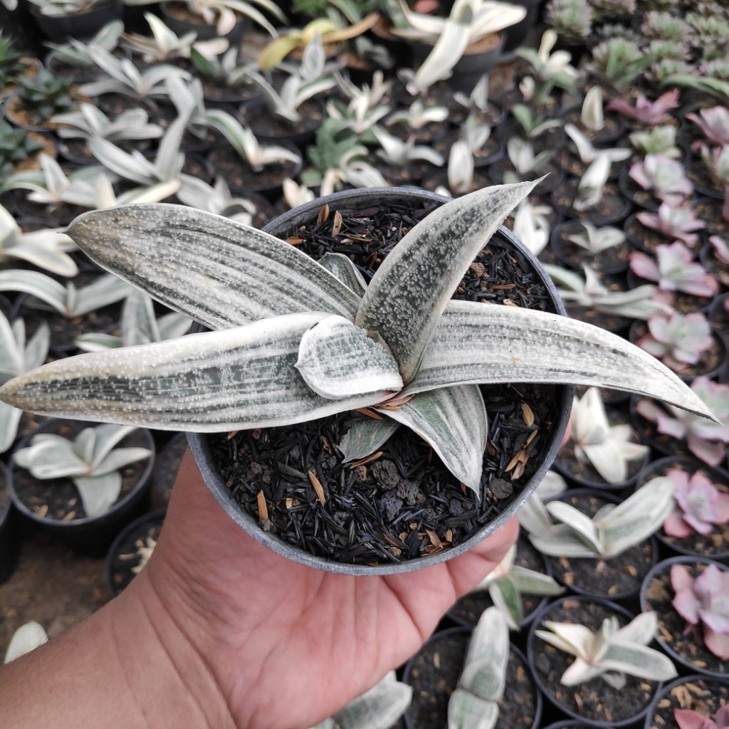 kaktus.id