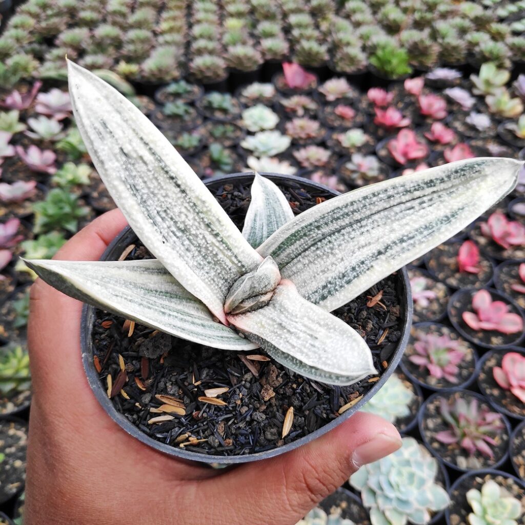 kaktus.id