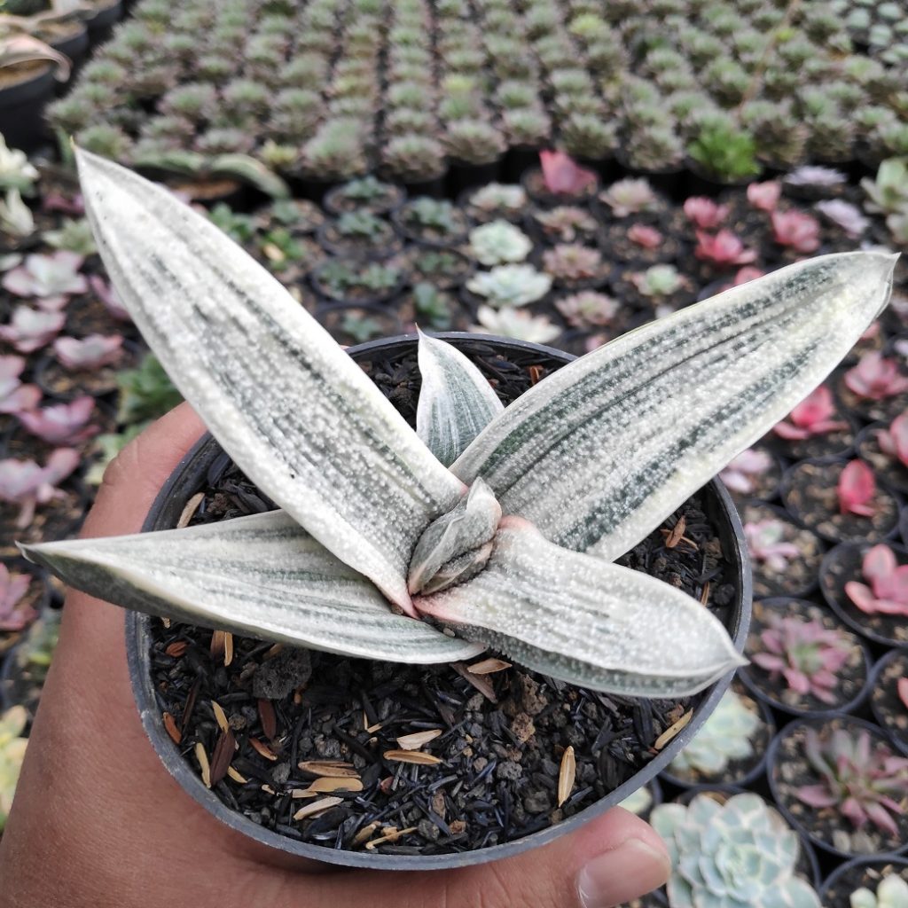 kaktus.id