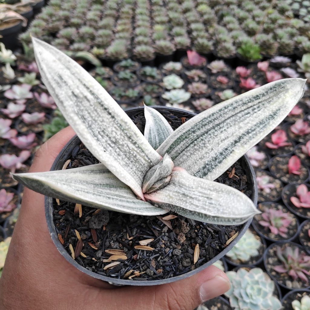 kaktus.id