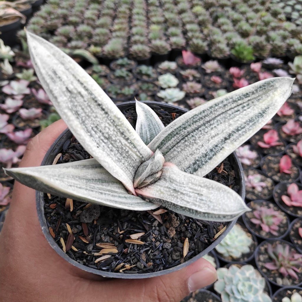 kaktus.id