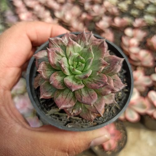 Echeveria Silver Prince, real gallery image #15 plants. Picture taken directly from kaktus.id community Echeveria farmer green houses.