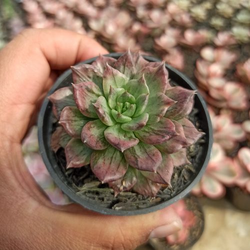 Echeveria Silver Prince, real gallery image #16 plants. Picture taken directly from kaktus.id community Echeveria farmer green houses.