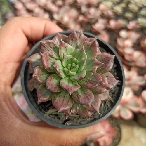 Echeveria Silver Prince, real gallery image #17 plants. Picture taken directly from kaktus.id community Echeveria farmer green houses.