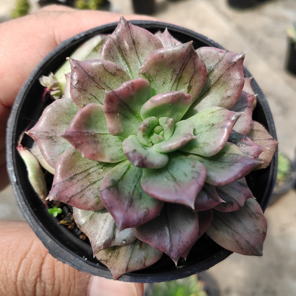 kaktus.id