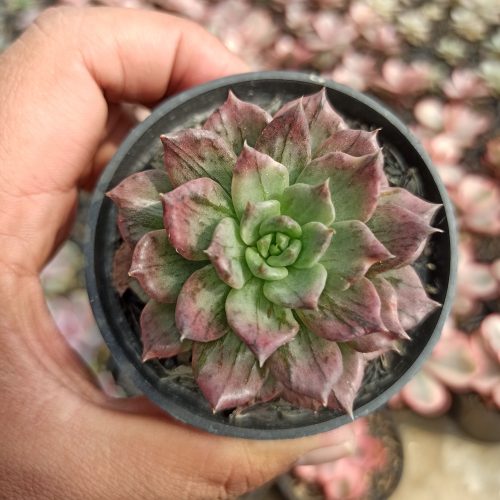 Echeveria Silver Prince, real gallery image #6 plants. Picture taken directly from kaktus.id community Echeveria farmer green houses.