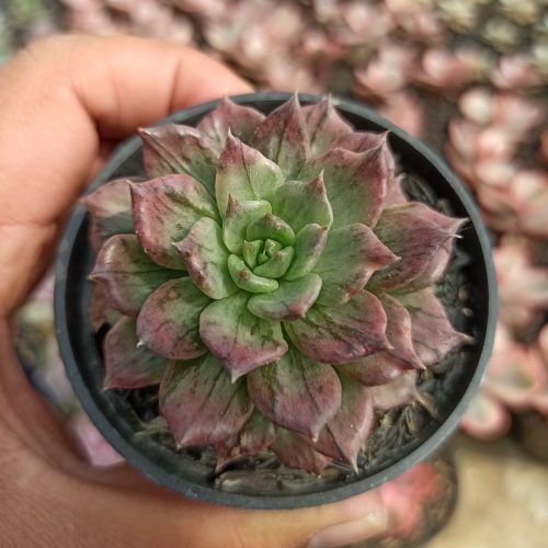 Echeveria Silver Prince, real gallery image #4 plants. Picture taken directly from kaktus.id community Echeveria farmer green houses.