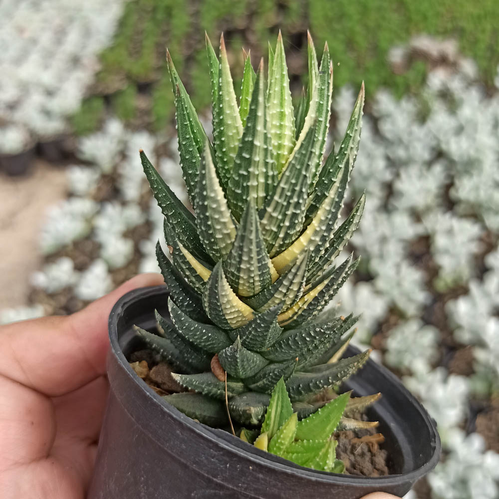 kaktus.id