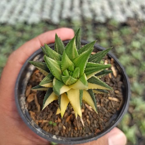 Haworthia Reinwardtii Variegated – Zebra Wart, real gallery image #9 plants. Picture taken directly from kaktus.id community Haworthia farmer green houses.