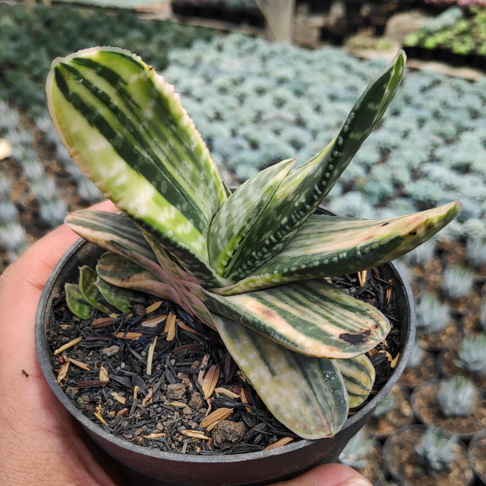 kaktus.id